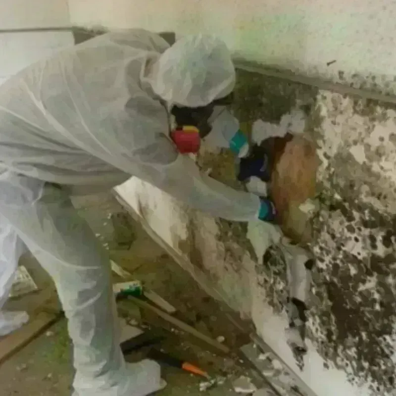 Mold Remediation and Removal in Rainier, WA